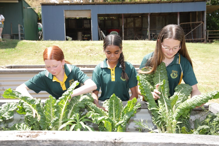 Students working in the vegetable garden
